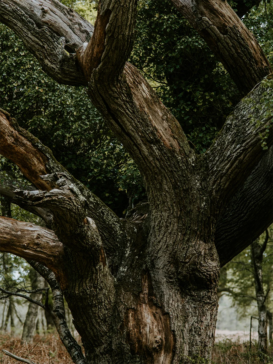 Close-up of a heritage oak tree trunk and branches