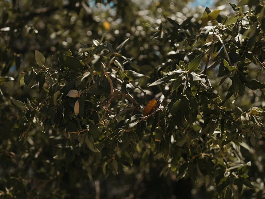 Close-up of live oak leaves
