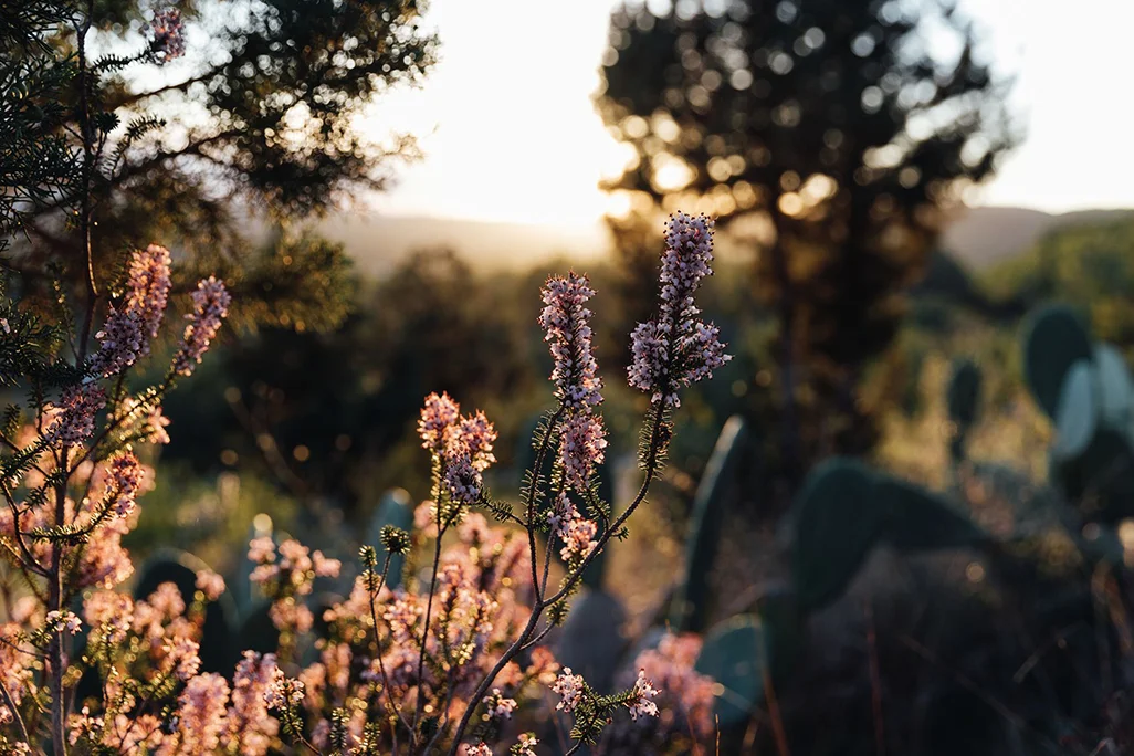 Native wildflowers illuminated by sunset